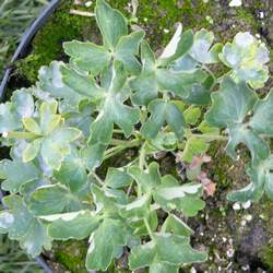 Аквилегия гибридная Нора Барлоу купить во Владимире