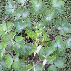 Аквилегия обыкновенная Руби Порт купить во Владимире