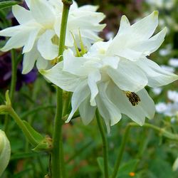 Аквилегия обыкновенная Уайт Барлоу купить в Нижнем Новгороде