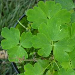 Аквилегия обыкновенная Уайт Барлоу купить в Нижнем Новгороде