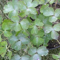 Аквилегия обыкновенная Уильям Гинесс купить во Владимире