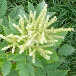 Волжанка обыкновенная купить в Нижнем Новгороде