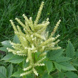 Волжанка обыкновенная купить в Нижнем Новгороде