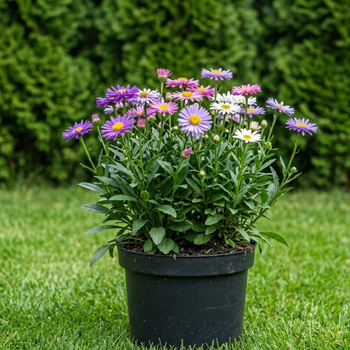 Астра альпийская Микс купить в Ярославле