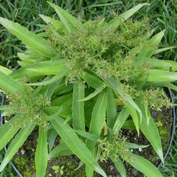 Астра кустообразная Алиса Хаслам купить в Нижнем Новгороде