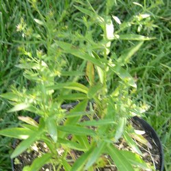 Астра кустообразная Аполло купить в Нижнем Новгороде