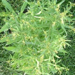 Астра кустообразная Блаубокс купить в Нижнем Новгороде