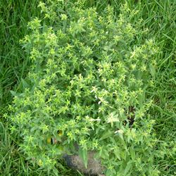 Астра кустообразная Шнеекиссен купить в Нижнем Новгороде