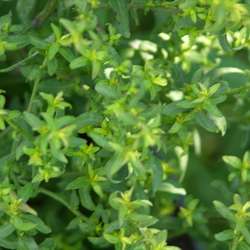 Астра кустообразная Шнеекиссен купить в Нижнем Новгороде