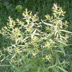 Астра кустообразная Вейс купить в Нижнем Новгороде