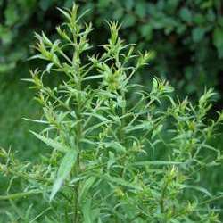 Астра кустообразная Вейс купить в Нижнем Новгороде