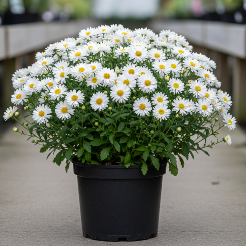 Астра новобельгийская Белые Леди купить во Владимире