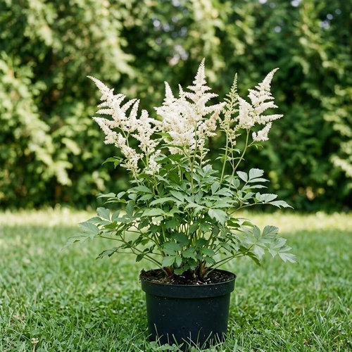 Астильба Арендса Вашингтон купить