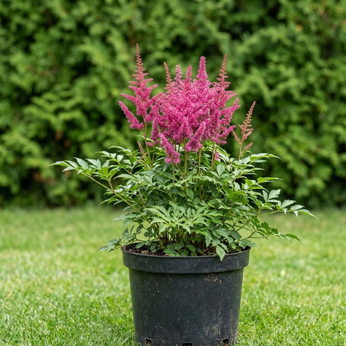 Астильба Арендса Bressingham Beauty купить