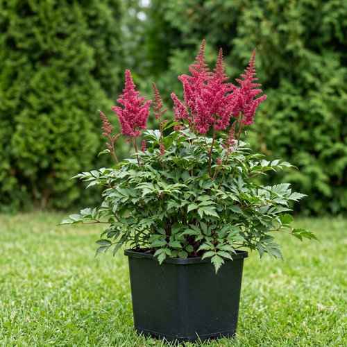 Астильба Арендса Бумальда купить