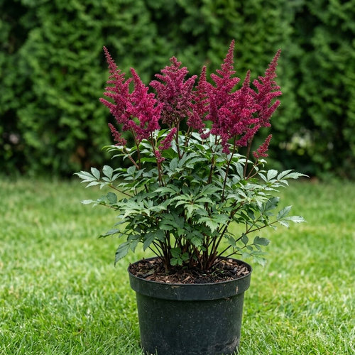 Астильба Арендса Бургунди Ред купить