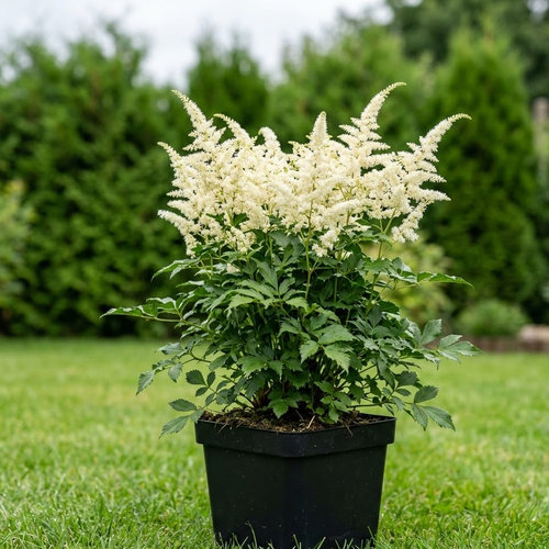 Астильба Арендса Элли купить в Ульяновске
