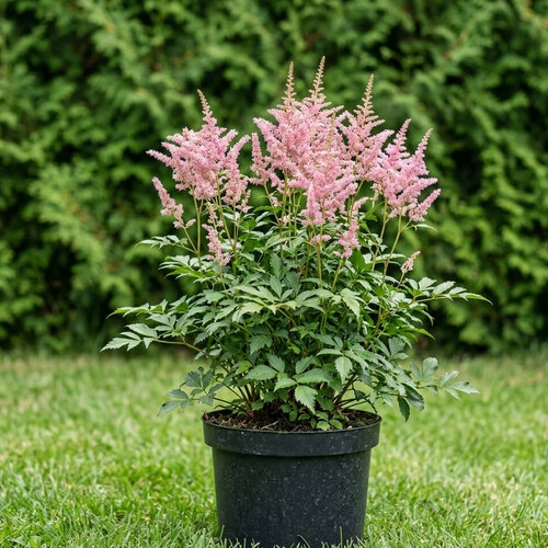 Астильба Арендса купить