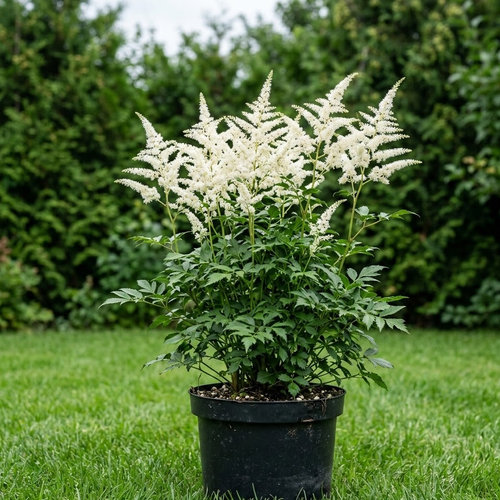 Астильба Арендса Cноу Дрифт купить