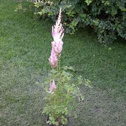 Астильба китайская Суперба купить в Нижнем Новгороде