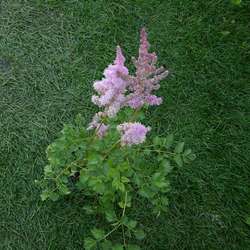 Астильба китайская Суперба купить в Нижнем Новгороде