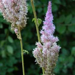 Астильба китайская Суперба купить в Нижнем Новгороде