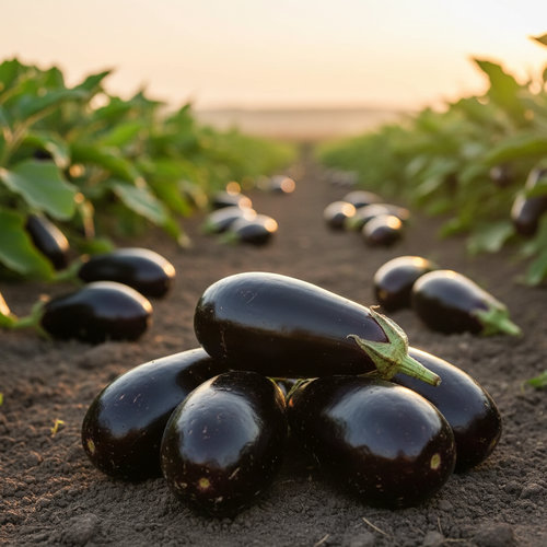 Баклажан Кочегар купить в Кирове