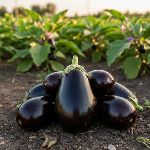 Баклажан Подвески купить в Кирове