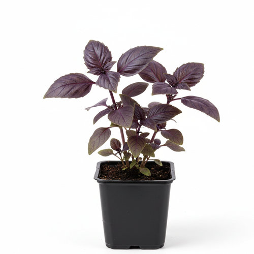 Базилик фиолетовый Пурпурный купить в Кирове