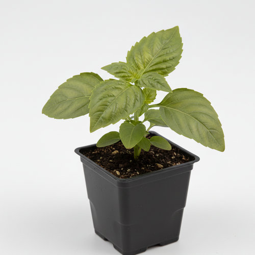 Базилик Хаки купить в Кирове