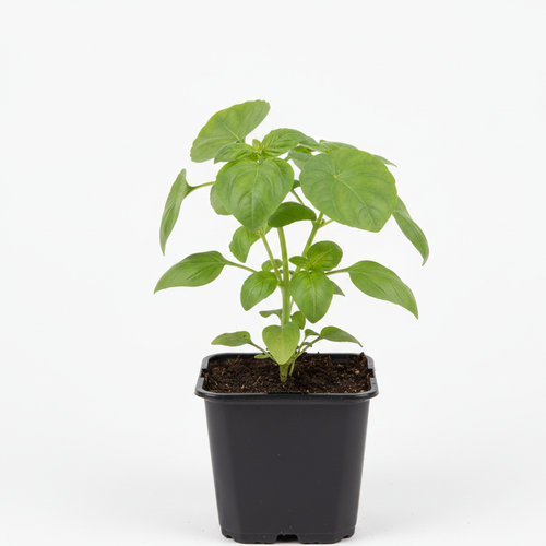 Базилик овощной в ассортименте купить в Кирове