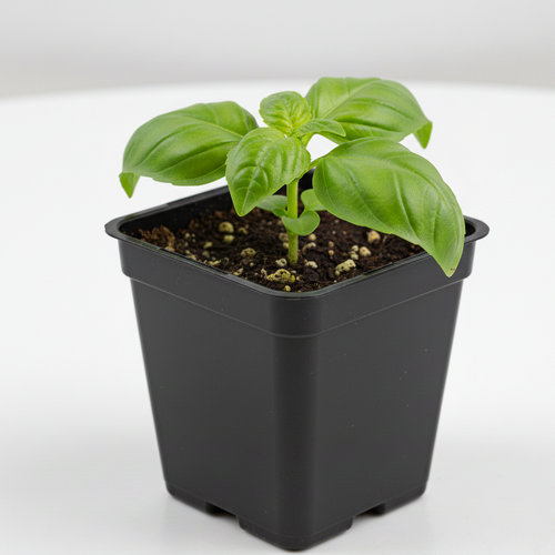 Базилик зеленый Ароматный купить в Кирове