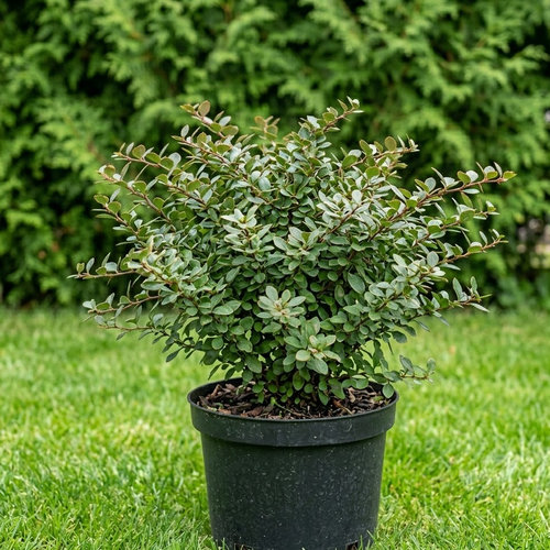 Барбарис скученный купить во Владимире