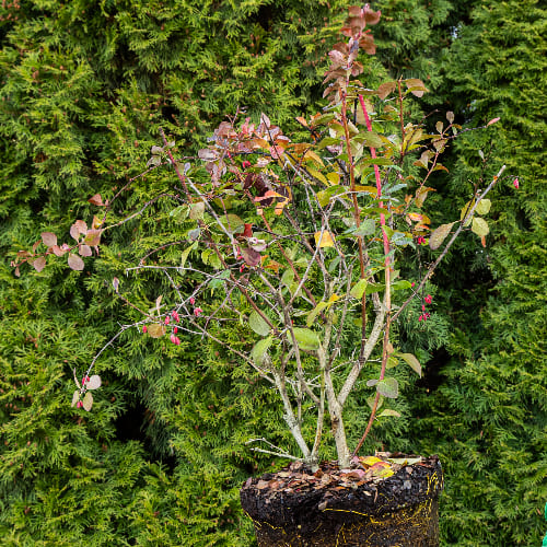 Барбарис оттавский Суперба купить во Владимире