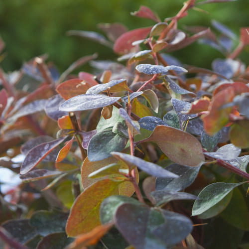 Барбарис оттавский Суперба купить во Владимире