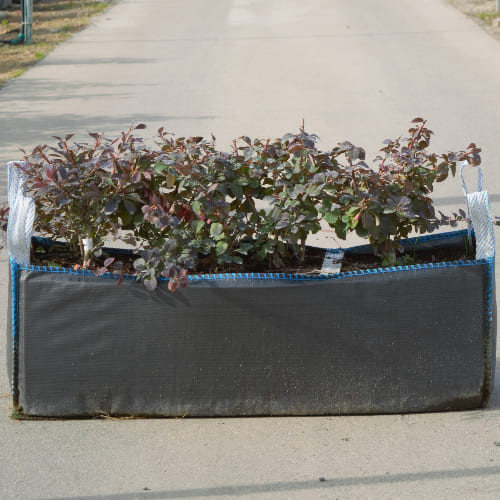 Барбарис оттавский Суперба купить во Владимире