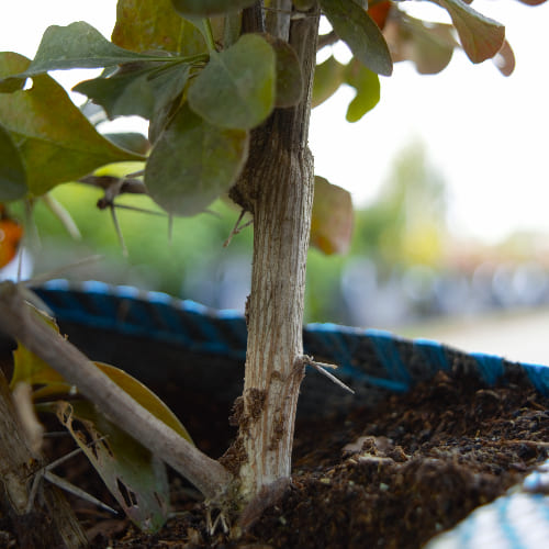 Барбарис оттавский Суперба купить во Владимире