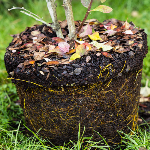 Барбарис оттавский Суперба купить во Владимире