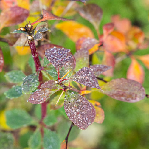 Барбарис оттавский Суперба купить во Владимире