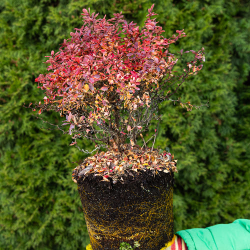 Барбарис Тунберга Адмирейшн купить во Владимире