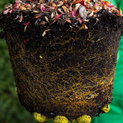 Барбарис Тунберга Адмирейшн купить во Владимире