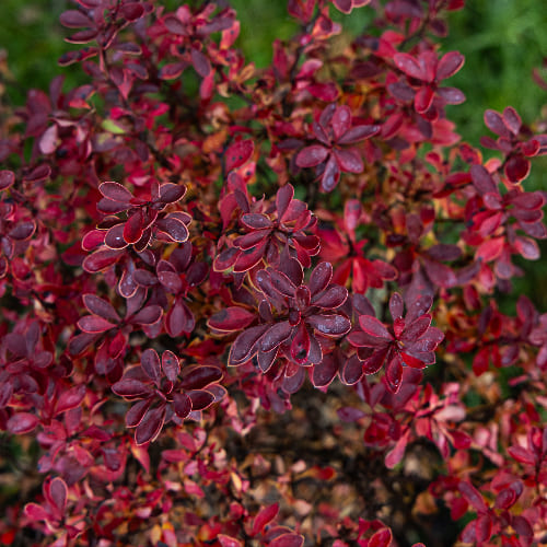 Барбарис Тунберга Адмирейшн купить во Владимире