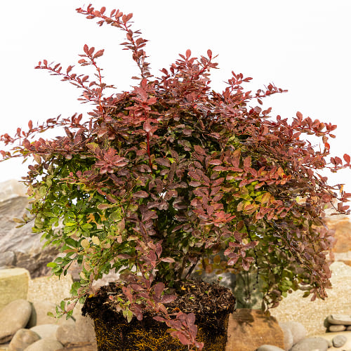 Барбарис Тунберга Корал купить во Владимире