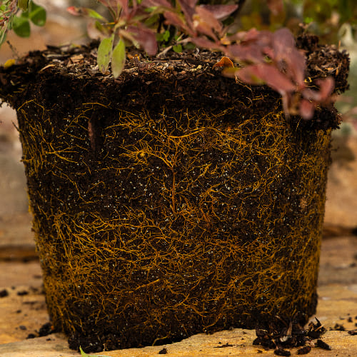 Барбарис Тунберга Корал купить во Владимире