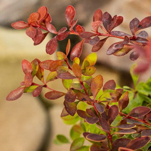 Барбарис Тунберга Корал купить во Владимире