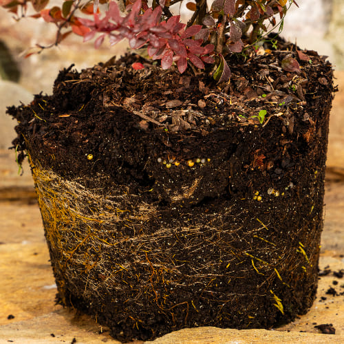 Барбарис Тунберга Корал купить во Владимире