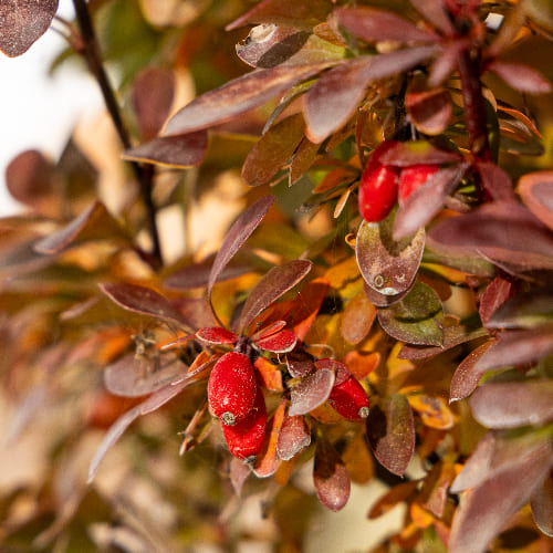 Барбарис Тунберга Корал купить во Владимире