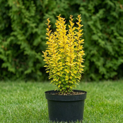 Барбарис Тунберга Голден Рокет купить