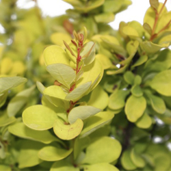 Барбарис Тунберга Голден Рокет купить в Нижнем Новгороде