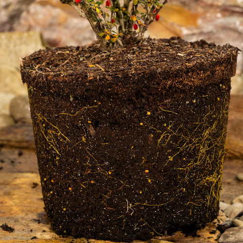 Барбарис Тунберга Келлерис купить во Владимире